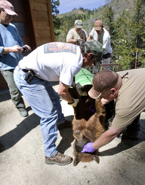 Paul Fraughton | The Salt Lake Tribune
Utah wildlife officials trapped and tranquilized a 2-year-old male bear in a Summit Park neighborhood on Wednesday, May 30, 2012. The bear, because of its young age, was to be relocated by wildlife officers to a remote location.