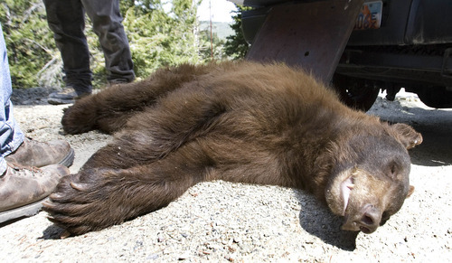 Paul Fraughton | The Salt Lake Tribune
Utah wildlife officials trapped and tranquilized a young male bear in a Summit Park neighborhood on Wednesday, May 30, 2012. The 2-year-old bear, because of its young age, was to be relocated by wildlife officers to a remote location.
