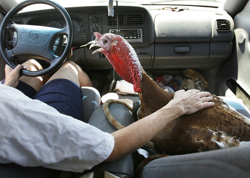 Scott Sommerdorf  |  The Salt Lake Tribune             
Faith Ching gently held her turkey Clem on the drive back to their home in Herriman, Sunday, July 1, 2012. Many of her animals were evacuated when the Rose Crest Fire threatened the area.