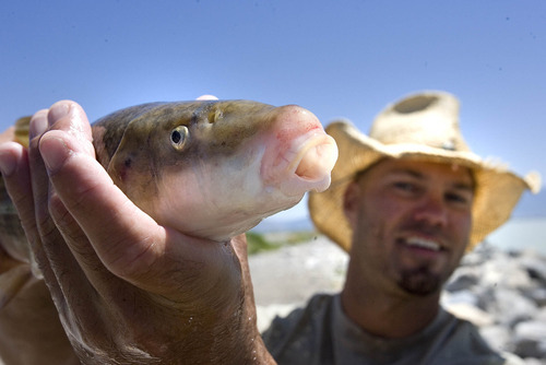 Paul Fraughton | The Salt Lake Tribune
Chad Landress,  a biologist with the Utah Division of Wildlife Resources, holds a June sucker. Biologists working with the June Sucker Recovery Implementation Program  have been monitoring the annual June spawning of the fish, netting them, weighing and measuring them and tagging them when necessary.