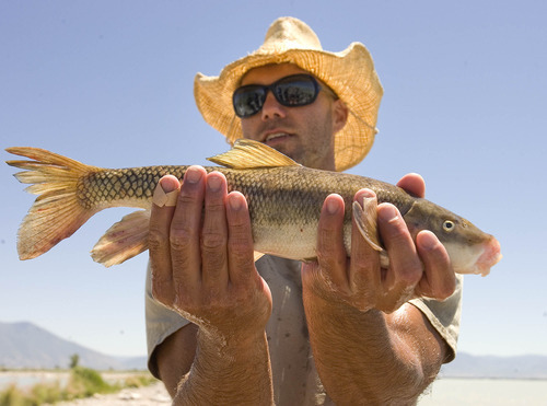 Paul Fraughton | The Salt Lake Tribune
Chad Landress,  a biologist with the Utah Division of Wildlife Resources, holds a June sucker on Wednesday, June 20, 2012.