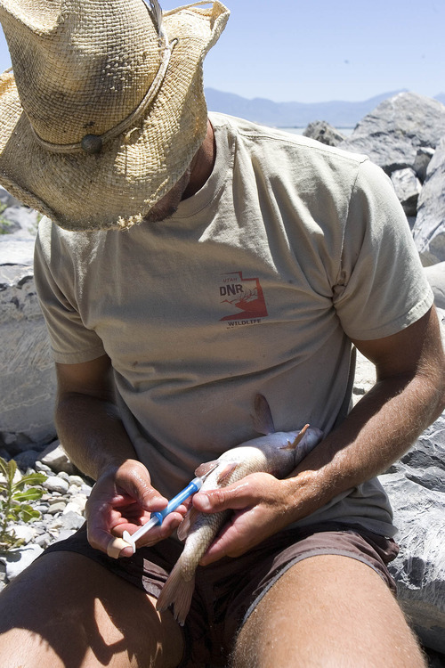 Paul Fraughton | The Salt Lake Tribune
Chad Landress,  a biologist with the Utah Division of Wildlife Resources, holds a June sucker Wednesday, June 20, 2012.