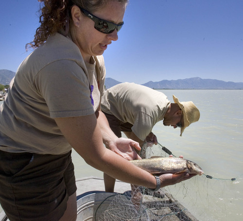 Paul Fraughton | The Salt Lake Tribune
Jackie Watson and Chad Landress, biologists with the Utah Division of Wildlife Resources, net fish in Utah Lake looking for June suckers. Watson holds the one June sucker the net yielded.