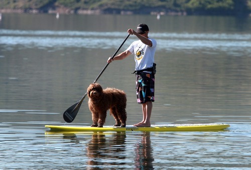Rick Egan  | The Salt Lake Tribune 

Trent Hickman gives Duke the dog a ride on his stand up paddle board, at Jordanelle Reservoir, Thursday, June 14, 2012.
