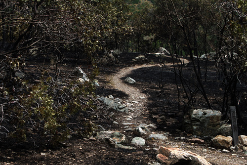 Rick Egan  | The Salt Lake Tribune 

A trail leads between the charred trees in the Lambert Campground in Alpine. Thursday, July 5, 2012.