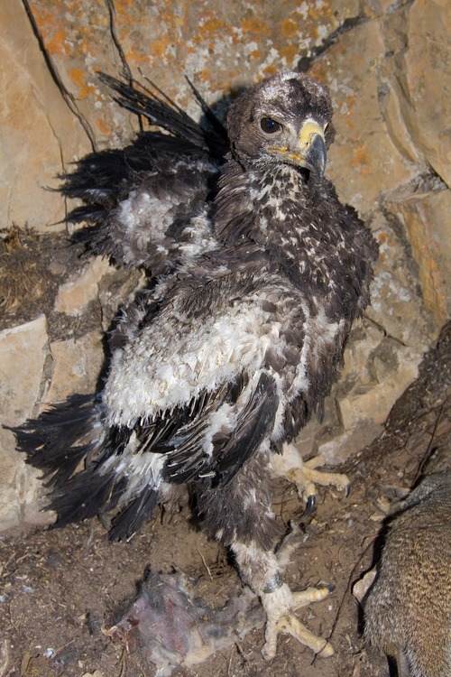 Baby Golden Eagle Survives Utahs Dump Wildfire The Salt