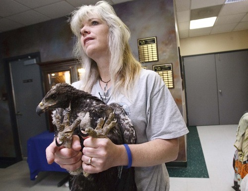 Leah Hogsten  |  The Salt Lake Tribune
DaLyn Erickson, executive director of Wildlife Rehabilitation Center of Northern Utah, holds the golden eagle Friday, July 6, 2012 in Ogden. The 70-day-old eagle was feared lost when the Dump Fire burned its nest to a crisp. A volunteer found the young eagle hiding under a juniper tree. Evidence at the scene proves the parents tried to feed the chick, but a burned face and feet prevented it from being able to eat. The raptor was taken to the wildlife center of Northern Utah and nicknamed Phoenix.