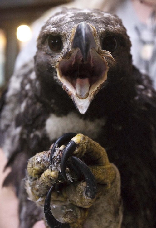 Leah Hogsten  |  The Salt Lake Tribune
A 70-day-old golden eagle was feared lost when the Dump Fire burned its nest to a crisp. A volunteer found the young eagle hiding under a juniper tree. Evidence at the scene proves the parents tried to feed the chick, but a burned face and feet prevented it from being able to eat. The raptor was taken to the Wildlife Rehbilitation Center of Northern Utah where it was nicknamed 