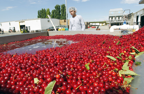 Al Hartmann  |  The Salt Lake Tribune  
Freshly picked tart cherries from McMullin Orchard in Payson gets a water rinse before sorting and packaging in their processing facility. Tart cherry production in Utah is similar to last year's harvest, but because of a devastating freeze in Michigan, normally the nation's largest producing state, Utah will be No. 1 this year.
