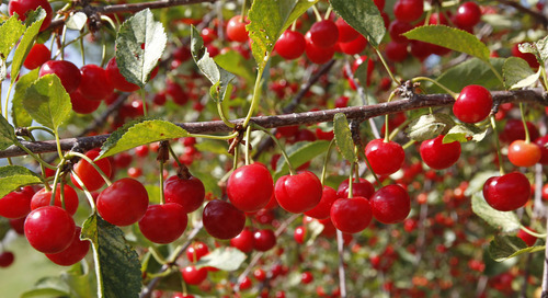 Al Hartmann  |  The Salt Lake Tribune  
Tart cherries are ready for harvest at McMullin Orchard in Payson on Wednesday July 11.   Tart cherry production in Utah is similar to last year's harvest, but because of a devastating freeze in Michigan, normally the nation's largest producing state, Utah will be No. 1 this year.