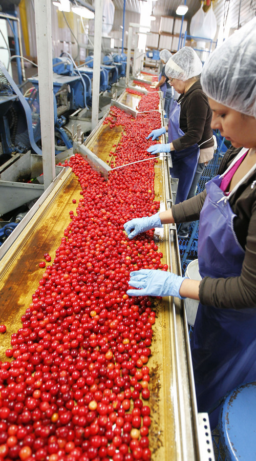 Al Hartmann  |  The Salt Lake Tribune  
Workers sort just picked tart cherries along a moving line at the cleaning and processing facility at McMullin Orchard in Payson Wednesday July 11.  The cherries are ripe and the orchard is in high gear.  Tart cherry production in Utah is similar to last year's harvest, but because of a devastating freeze in Michigan, normally the nation's largest producing state, Utah will be No. 1 this year.