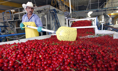 Al Hartmann  |  The Salt Lake Tribune  
Worker keeps just picked tart cherries from McMullin Orchard moving through the sorting and packaging process in their processing facility in Payson Wednesday July 11.  The cherries are ripe and the orchard is in high gear.  Tart cherry production in Utah is similar to last year's harvest, but because of a devastating freeze in Michigan, normally the nation's largest producing state, Utah will be No. 1 this year.