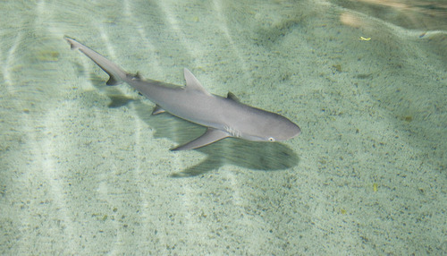 Paul Fraughton | The Salt Lake Tribune

A gray reef shark gets used to its new home at the Living Planet Aquarium in Sandy. Aquarists were busy Wednesday uncrating more than 20 new fish to add to their collection including guitarfish, unicornfish and rays.