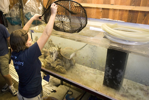 Paul Fraughton | The Salt Lake Tribune

Maia Davidson, an aquarist at the Living Planet Aquarium in Sandy, moves a blue spot stingray into a holding tank Wednesday. The aquarium took delivery of more than 20 new fish to add to its collection.