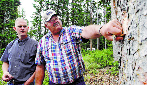 Al Hartmann  |  The Salt Lake Tribune	
Sterling Brown of the Utah Farm Bureau watches as John Blazzard, owner of Blazzard Lumber, of Kamas, peels back a piece of bark on healthy looking Englemann spruce to reveal bark beetles. Blazzard led a tour of the Soapstone Basin area of the Uinta Mountains that showed dead and dying Englemann spruce forests. Blazzard believes that logging and other management could have prevented some wildfires.