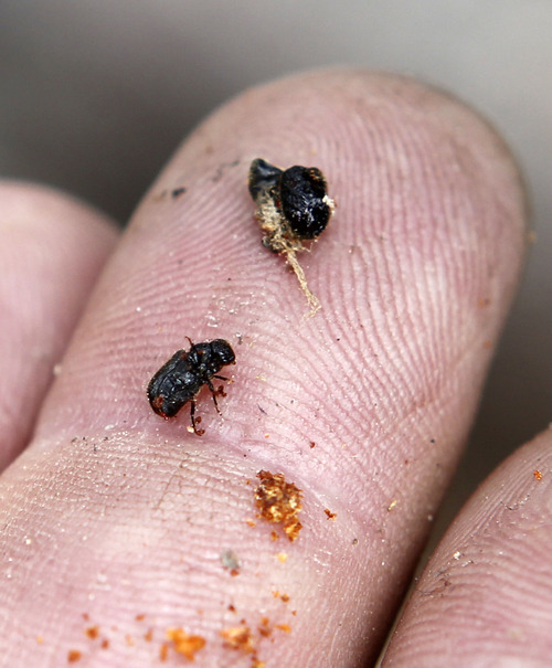 Al Hartmann  |  The Salt Lake Tribune	
Bark beetles found beneath the bark of a seemingly healthy Englemann spruce in the Soapstone basin area of the Uinta Mountains.