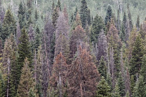 Al Hartmann  |  The Salt Lake Tribune	
Mosaic of Englemann spruce forest shows various stages of dying from bark beetles in the Soapstone Basin area of the Uinta Mountains.