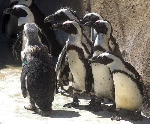 Al Hartmann | Tribune file photo
Hogle Zoo celebrates its coolest summer tradition on Saturday, giving its animals piles of crushed ice and treats frozen in ice pops to help them beat the heat.