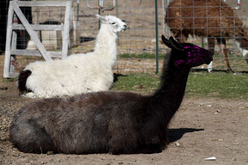 Tribune file photo
The 18th Annual Llama Festival is Saturday at the Krishna Temple in Spanish Fork. It will feature Andean crafts, live entertainment, food and a baby llama corral for kids.