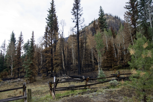 Kim Raff | The Salt Lake Tribune
The Old Folks Campground shows signs of fire devastation and there are concerns for debris slides through the campground in the future that is a result of the Seeley Fire in Carbon County, Utah, on July 15, 2012.