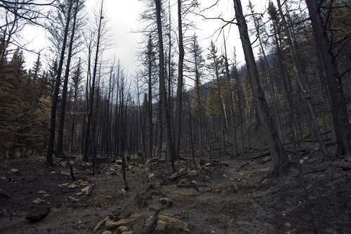 Kim Raff | The Salt Lake Tribune
A fire-devastated area that is a concern for debris slides as a result of the Seeley Fire in Carbon County, Utah, on July 15, 2012.  After a serious forest fire the ground in the burned area becomes unstable and can cause large debris slides.