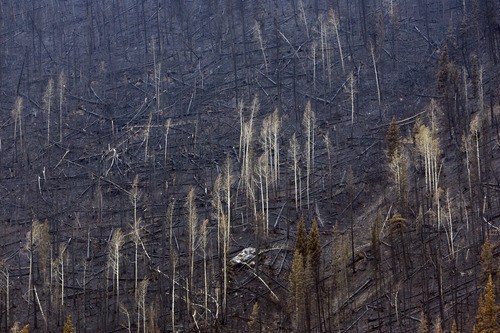 Kim Raff | The Salt Lake Tribune
A fire devastated hill side as a result of the Seeley Fire in Carbon County, Utah on July 15, 2012.  Officials are concerned about debris slides that can be caused after a serious forest fire when the ground in the burned area becomes unstable.