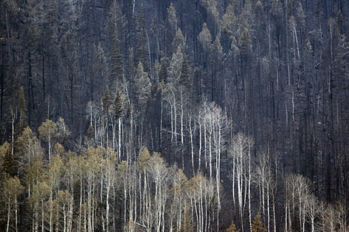 Kim Raff | The Salt Lake Tribune
A fire devastated hill side as a result of the Seeley Fire in Carbon County, Utah, on July 15, 2012.  Officials are concerned about debris slides that can be caused after a serious forest fire when the ground in the burned area becomes unstable.