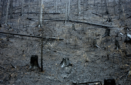 Kim Raff | The Salt Lake Tribune
A fire-devastated hill side as a result of the Seeley Fire in Carbon County, Utah, on July 15, 2012.  Officials are concerned about debris slides that can be caused after a serious forest fire when the ground in the burned area becomes unstable.