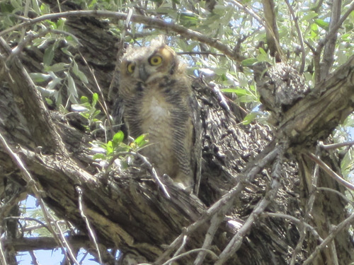 Tom Wharton | The Salt Lake Tribune
An owl in a tree at the Garr Ranch.