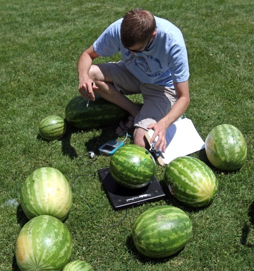 Rick Egan  | The Salt Lake Tribune
Instructor Matt Lund weights watermelons that made the drop from the roof of Copper Hills High, Friday, July 6, 2012. Science students built devices in an attempt to catch watermelons dropped from the roof of their school as part of a science and physics grant the school received.