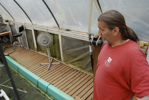 Brian Maffly | The Salt Lake Tribune
Ed Stahl, an inmate at Washington State's Cedar Creek Corrections Center, looks after a tilapia growing operation, where wastewater is cycled through a hydroponic vegetable garden. The experiment, conducted under Washington's Sustainability in Prisons project, not only decontaminates water, but produces peppers and tomatoes for the prison kitchen.