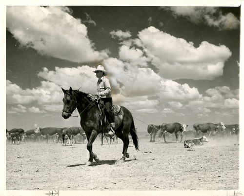 Tribune file photo

This 1939 photo shows a cowboy roping a calf.