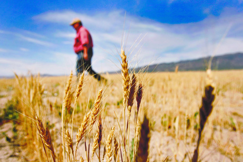 Scott Sommerdorf  |  The Salt Lake Tribune             
Jim Smith, a dry land wheat farmer in Cedar Valley, walks in a wheat field that will yield less than expected this year due to the drought. Smith is owed money by the Lehi Roller Mills, but says he will wait out payment because of the Mills' importance to local farmers. Smith's family has been doing business with the Roller Mills since 1916.