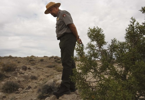 Leah Hogsten  |  The Salt Lake Tribune
 Dave Worthington, resources management and science chief at Capitol Reef National Park, hunts for two endangered cactus: the Winkler cactus and Wright fish hook cactus. Worthingon says it 