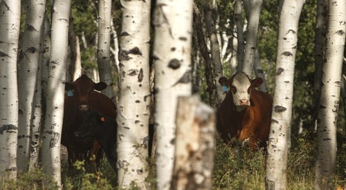 Leah Hogsten  |  The Salt Lake Tribune
More than 750 cows graze Monroe Mountain from June through October, nipping at aspen shoots, shrubs and grasses in stands that no longer show growth. Mature aspen provide valuable forage for livestock, elk, deer and sheep on Monroe Moutain, but constant grazing has resulted in a loss of regenerative growth.