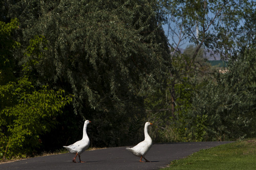 Chris Detrick  |  The Salt Lake Tribune
Two geese walk across the Jordan River Parkway Trail Wednesday near Oxbow Park. Salt Lake County and National Park Service have produced and released a detailed map that is now available to the public.