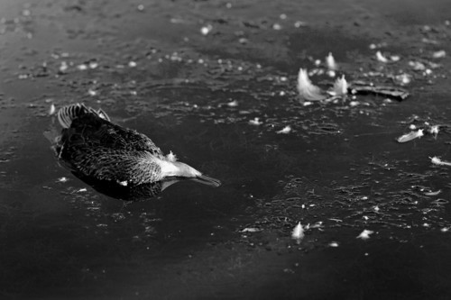 Trent Nelson  |  The Salt Lake Tribune
A number of dead waterfowl were found in the pond at Sugar House Park in Salt Lake City, Utah Saturday, August 4, 2012.