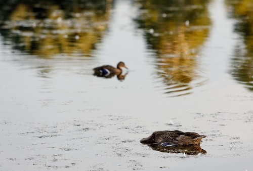 Trent Nelson  |  The Salt Lake Tribune
Dozens of dead ducks and geese seen in the pond at Sugar House Park pond over the weekend were killed by avian botulism, according to Salt Lake County officials.