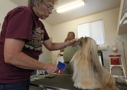 Al Hartmann  |  The Salt Lake Tribune  
Martha and Tom Worlton who live in the North Ranch subdivision in Eagle Mountain returned to their home Tuesday, Aug. 7, with their Lhasa Apso show dogs after spending the night at the evacuation center.  First thing they did was settle their dogs into their kennels and tended to grooming. Their dogs were their first priority as for Monday''s evacuation.  The 2,960-acre Pinyon Fire to the north of town on  Williams land continues to burn with 0 percent containment.