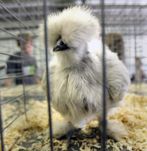 Steve Griffin  |  Tribune file photo
A Silkie splash chicken is shown on display at the 2011 Salt Lake County Fair. This year's fair runs through Saturday at the South Jordan Equestrian Center, 2100 W. 11400 South.