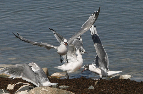 Scott Sommerdorf  |  The Salt Lake Tribune             
Young Gulls battle for ownership of a patch of shore near the causeway leading to Antelope Island. Jaimi Butler of Westminster College leads a walking tour of the intricate and unique ecology of the Great Salt Lake, Saturday, August 11, 2012.