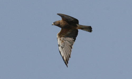 Scott Sommerdorf  |  The Salt Lake Tribune             
A hunting raptor is seen during the walking tour of the intricate and unique ecology of the Great Salt Lake, led by Jaimi Butler of Westminster College, Saturday, August 11, 2012.