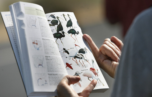 Scott Sommerdorf  |  The Salt Lake Tribune             
A field guide to Utah shorebirds is consulted during the walking tour of the intricate and unique ecology of the Great Salt Lake led by Jaimi Butler of Westminster College, Saturday, August 11, 2012.