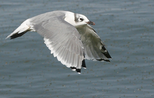 Scott Sommerdorf  |  The Salt Lake Tribune             
A adolescent Gull flies through a cloud of brine flies near the Causeway to Antelope Island, Saturday, August 11, 2012. Jaimi Butler of Westminster College leads a walking tour of the intricate and unique ecology of the Great Salt Lake.