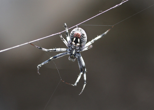 Scott Sommerdorf  |  The Salt Lake Tribune             
An Orb Weaver spider on Antelope Island. Jaimi Butler of Westminster College leads a walking tour of the intricate and unique ecology of the Great Salt Lake, Saturday, August 11, 2012.