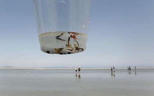 Scott Sommerdorf  |  The Salt Lake Tribune             
Brine Shrimp collected in a cup are suspended over the top of participants in the Great Salt Lake walking tour as they wade in the shallow waters of the lake examining the shrimp. Jaimi Butler of Westminster College leads a walking tour of the intricate and unique ecology of the Great Salt Lake, Saturday, August 11, 2012.