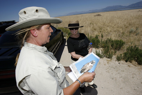 Francisco Kjolseth  |  The Salt Lake Tribune
Park ranger Ellen Labotka gets a captive audience in Bonnie Mcfarlane of Ogden as she talks about the Burrowing Owl while teaching about some of the many island resources on Antelope Island State Park and why and how they are cared for including the peregrine falcon, historic mulberry grove, fresh water springs, Least Chub fish and wheat fields.