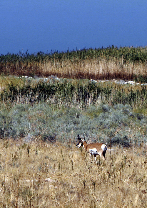 Francisco Kjolseth  |  Tribune file photo
A a large pronghorn eats along the shores of Antelope Island. Controversy is churning over deer and big horn sheep hunting on the island.