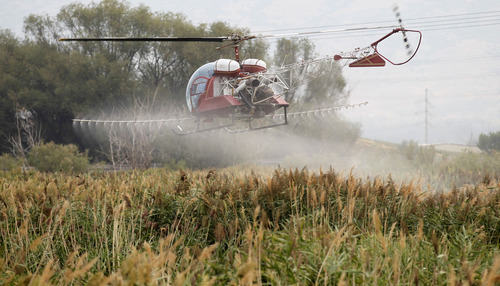 Al Hartmann  |  The Salt Lake Tribune  
Helicopter aerial sprays a 1,500 acre infestation of Phragmites on the north end of Utah Lake near the Lindon Boat Harbor Thursday morning, as part of an ongoing $1 million state weed eradication program. The common reed is considered an invasive species. The tall wispy plant grows so dense, it crowds out fish habitat, lowers water quality, blocks public access to lakes and streams and has invaded farmland in Saratoga Springs, Lehi and other cities and lowered crop production. It is also prone to drying out and burning, raising the likelihood of wildfires.