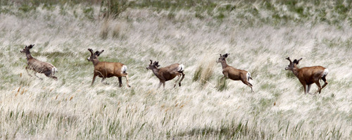 Al Hartmann  |  Tribune file photo
A herd of deer takes flight on the east shore of Antelope Island.  The state parks board has approved a rule for future deer and big horn sheep hunts on the island -- a controversial move that the Legislature pushed through.